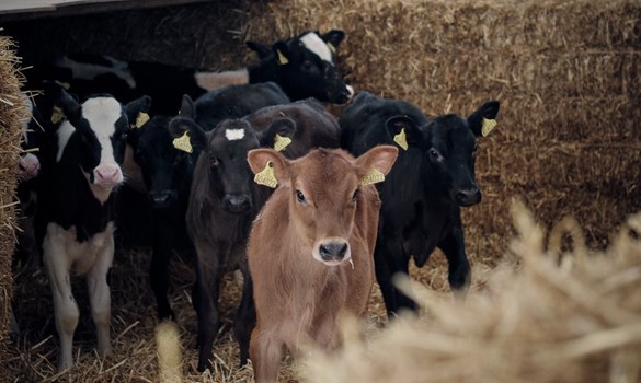 Calf standing in field with other calves